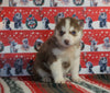 Siberian Husky For Sale Fredericksburg, OH Male - Dual