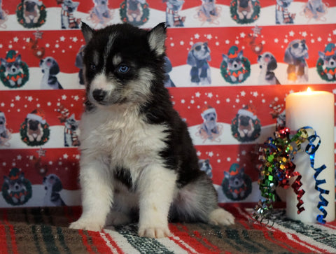 Siberian Husky For Sale Fredericksburg, OH Male - Darius