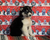 Siberian Husky For Sale Fredericksburg, OH Male - Darius