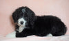 Standard Bernedoodle For Sale Baltic OH Male - Midnight