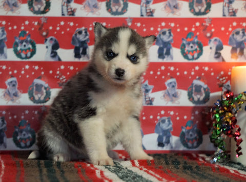 Siberian Husky For Sale Fredericksburg, OH Female - Darla