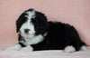 Standard Bernedoodle For Sale Baltic OH Male - Danny