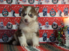 Siberian Husky For Sale Fredericksburg, OH Male - Dakota