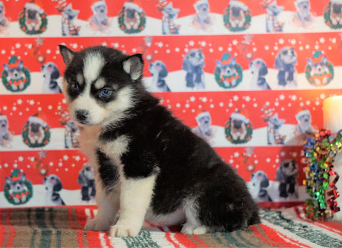 Siberian Husky For Sale Fredericksburg, OH Female - Daisy
