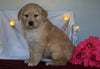 AKC Registered Golden Retriever For Sale Holmesville, OH Female - Princess