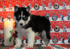 Siberian Husky For Sale Fredericksburg, OH Male - Dallas