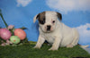 English Bulldog/Puggle For Sale Sugarcreek, OH Female - Carrie