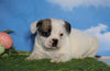 English Bulldog/Puggle For Sale Sugarcreek, OH Female - Carrie