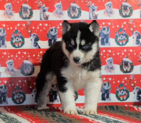 Siberian Husky For Sale Fredericksburg, OH Male - Dallas