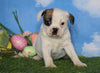 English Bulldog/Puggle For Sale Sugarcreek, OH Female - Carrie