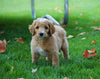 F1B Labradoodle For Sale Millersburg, OH Male- Tippy