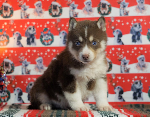 Siberian Husky For Sale Fredericksburg, OH Male - Diesel