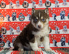 Siberian Husky For Sale Fredericksburg, OH Male - Diesel