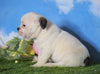 English Bulldog/Puggle For Sale Sugarcreek, OH Female - Carrie