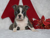AKC Registered Boston Terrier For Sale Warsaw, OH Female- Bella -RARE BLUE COLOR-