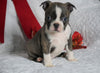 AKC Registered Boston Terrier For Sale Warsaw, OH Female- Bella -RARE BLUE COLOR-
