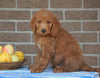 F1B Labradoodle For Sale Millersburg, OH Male- Tyler