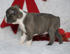 AKC Registered Boston Terrier For Sale Warsaw, OH Female- Bella -RARE BLUE COLOR-