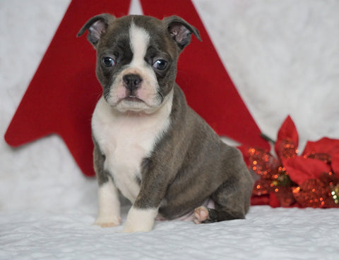 AKC Registered Boston Terrier For Sale Warsaw, OH Female- Bella -RARE BLUE COLOR-