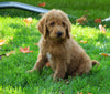 F1B Labradoodle For Sale Millersburg, OH Male- Tyler