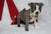 AKC Registered Boston Terrier For Sale Warsaw, OH Male- Benji -RARE BLUE COLOR-