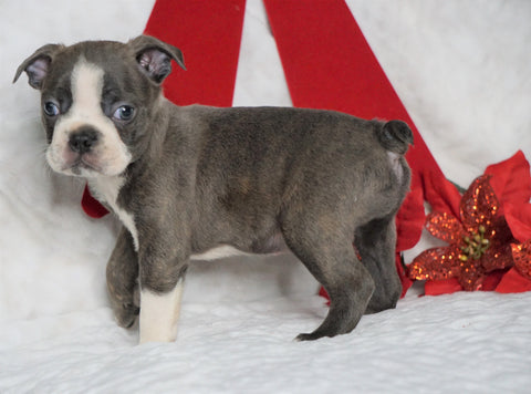 AKC Registered Boston Terrier For Sale Warsaw, OH Male- Benji -RARE BLUE COLOR-