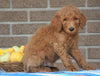 F1B Labradoodle For Sale Millersburg, OH Male- Tony