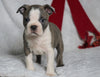 AKC Registered Boston Terrier For Sale Warsaw, OH Male- Bozo -RARE BLUE COLOR-