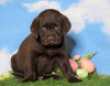 AKC Chocolate Labrador Retriever For Sale Sugarcreek, OH Male - Mac