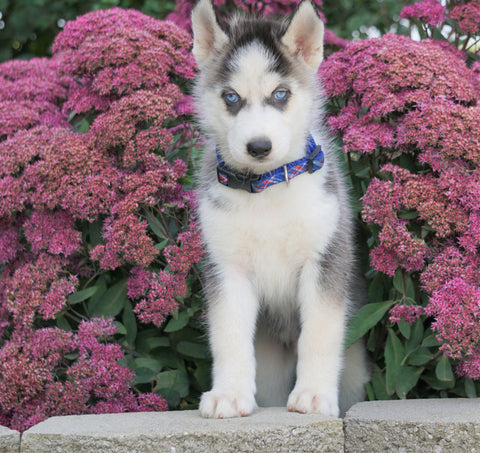 AKC Registered Siberian Husky For Sale Millersburg, OH Male- Thor