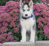 AKC Registered Siberian Husky For Sale Millersburg, OH Male- Thor