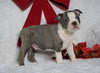 AKC Registered Boston Terrier For Sale Warsaw, OH Male- Bozo -RARE BLUE COLOR-