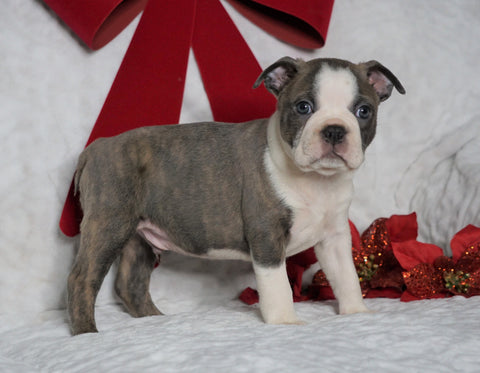 AKC Registered Boston Terrier For Sale Warsaw, OH Male- Bozo -RARE BLUE COLOR-