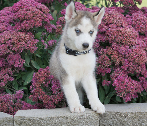 AKC Registered Siberian Husky For Sale Millersburg, OH Male- Theo