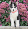 AKC Registered Siberian Husky For Sale Millersburg, OH Male- Dukie