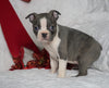 AKC Registered Boston Terrier For Sale Warsaw, OH Female- Bonnie -RARE BLUE COLOR-