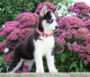 AKC Registered Siberian Husky For Sale Millersburg, OH Male- Dukie
