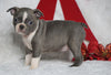 AKC Registered Boston Terrier For Sale Warsaw, OH Female- Baylie -RARE BLUE COLOR-