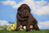 AKC Chocolate Labrador Retriever For Sale Sugarcreek, OH Male - Bobby
