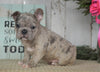 AKC Registered French Bulldog For Sale Millersburg, OH Female- Bella