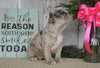 AKC Registered French Bulldog For Sale Millersburg, OH Female- Bella