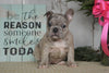 AKC Registered French Bulldog For Sale Millersburg, OH Female- Bella
