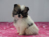 ACA Registered Pomeranian For Sale Millersburg, OH Female - Tiny