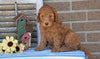 Medium F1B Goldendoodle For Sale Millersburg, OH Male- King