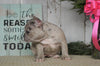 AKC Registered French Bulldog For Sale Millersburg, OH Female- Bella