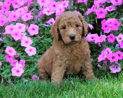 Medium F1B Goldendoodle For Sale Millersburg, OH Male- King