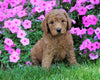 Medium F1B Goldendoodle For Sale Millersburg, OH Male- King