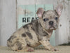 AKC Registered French Bulldog For Sale Millersburg, OH Female- Hope