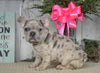AKC Registered French Bulldog For Sale Millersburg, OH Female- Hope