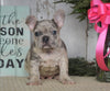 AKC Registered French Bulldog For Sale Millersburg, OH Female- Hope